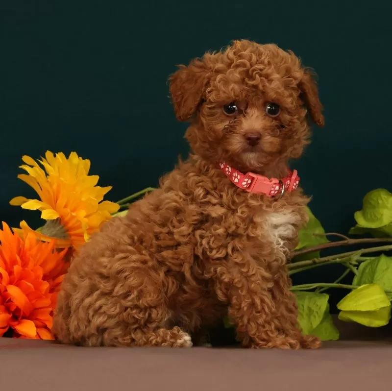 Queenie