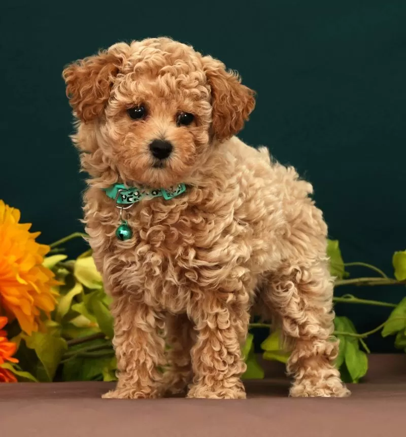 Puppy Name: Quinsy