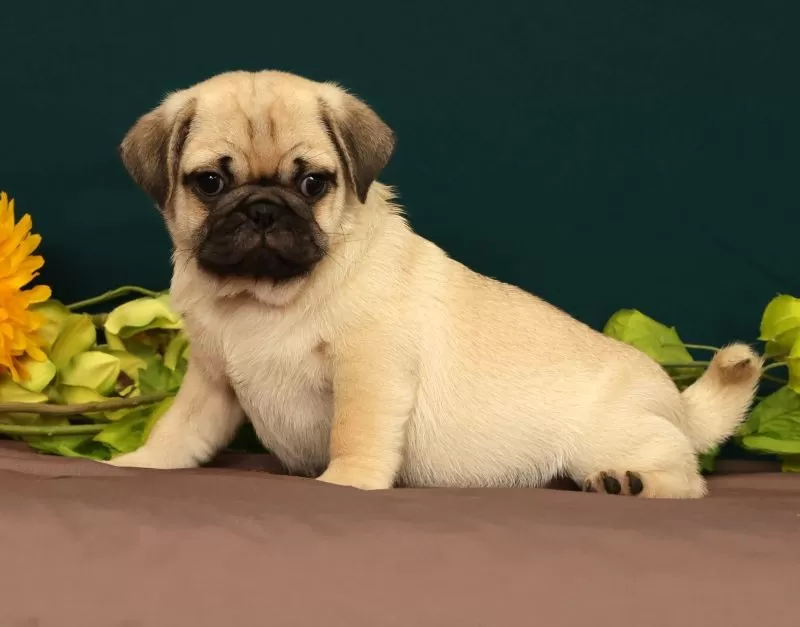 Puppy Name: Taco