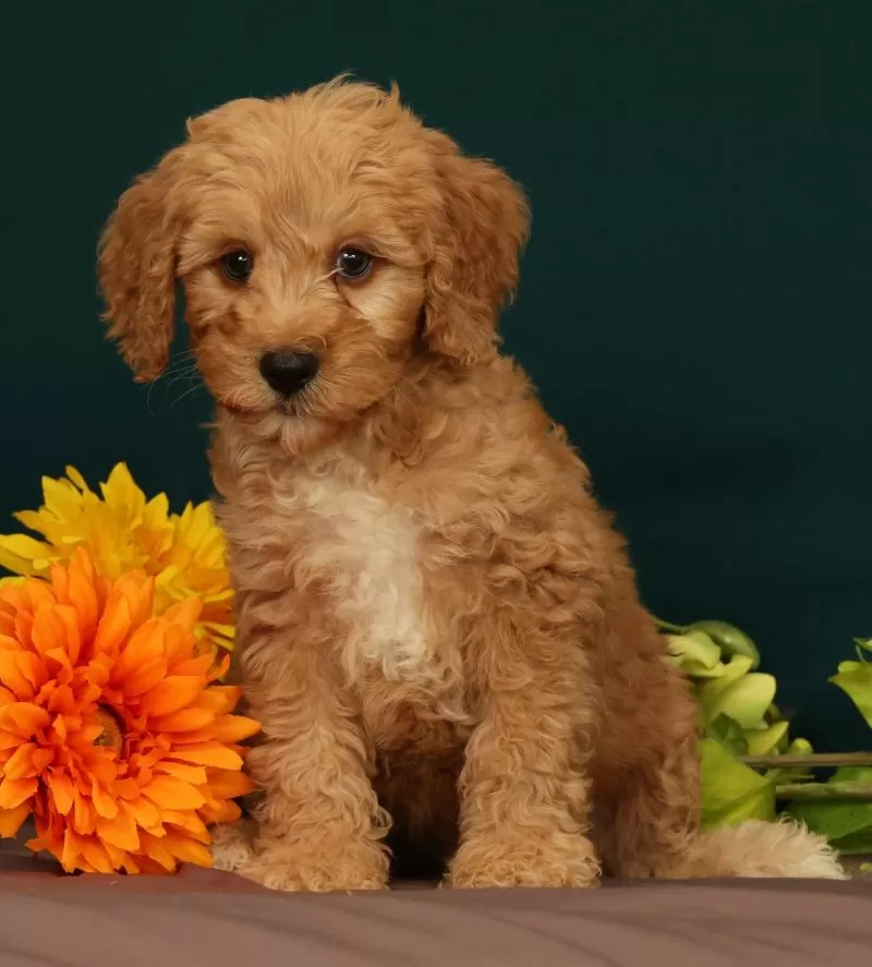 Puppy Name: Twinkle