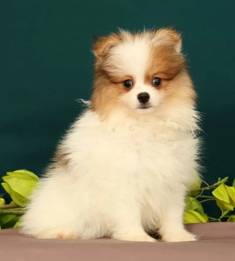 Puppy Name: Tinkerbell