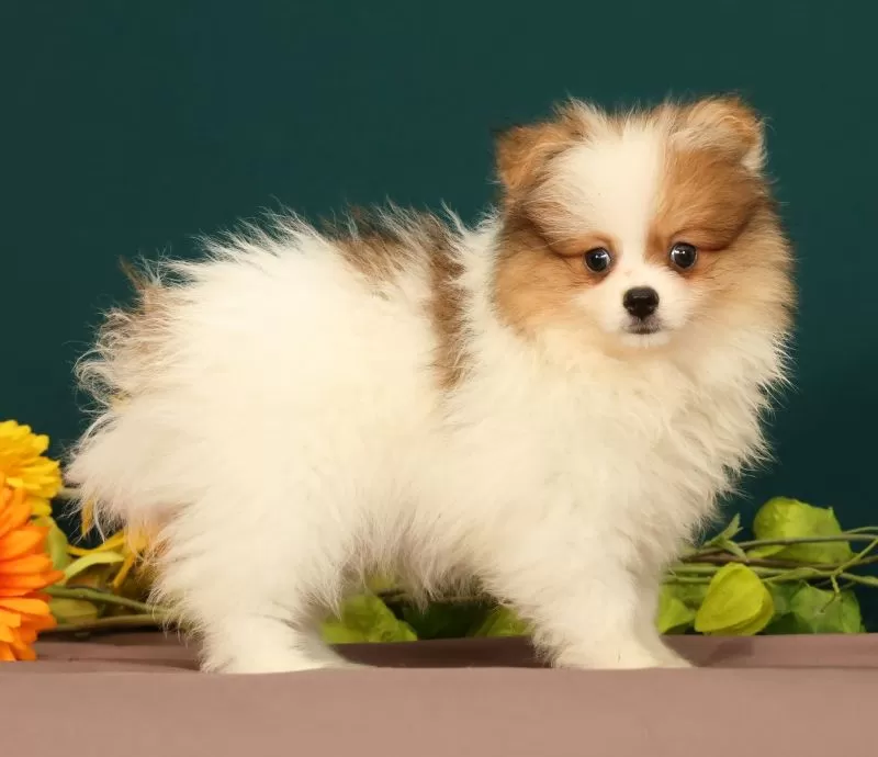 Tinkerbell