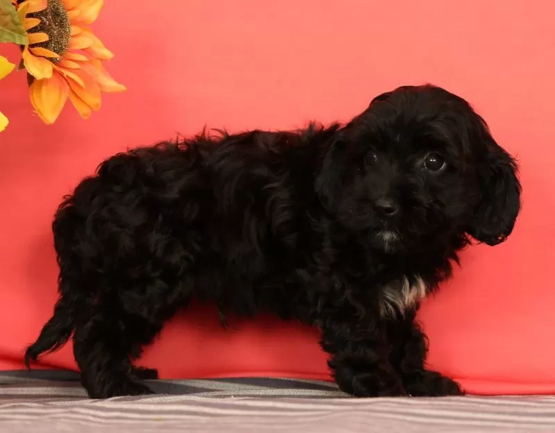 Puppy Name: Vito