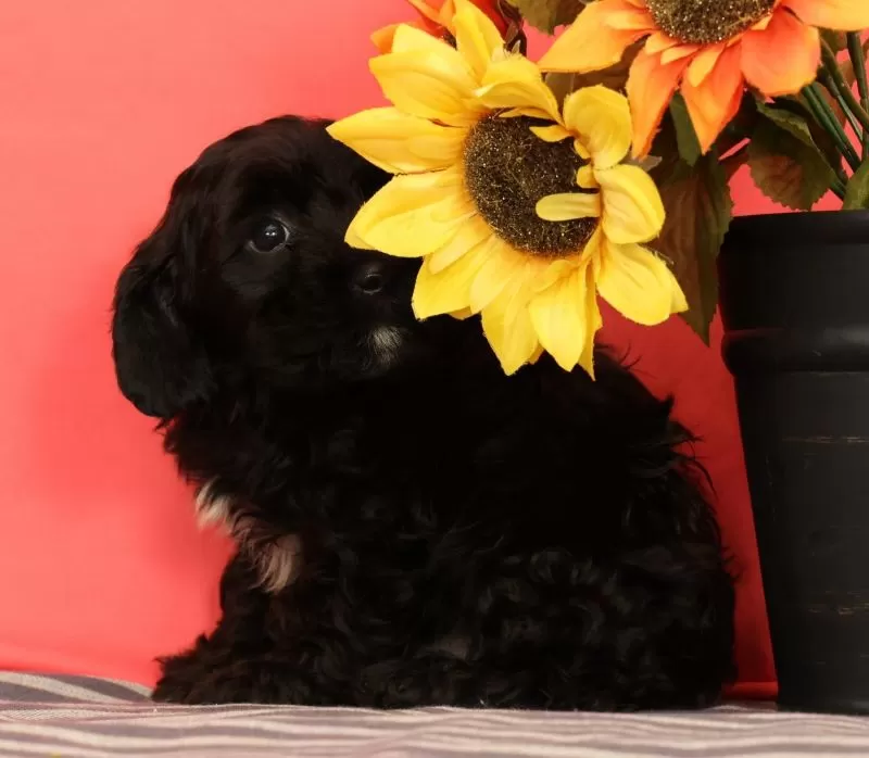 Vito