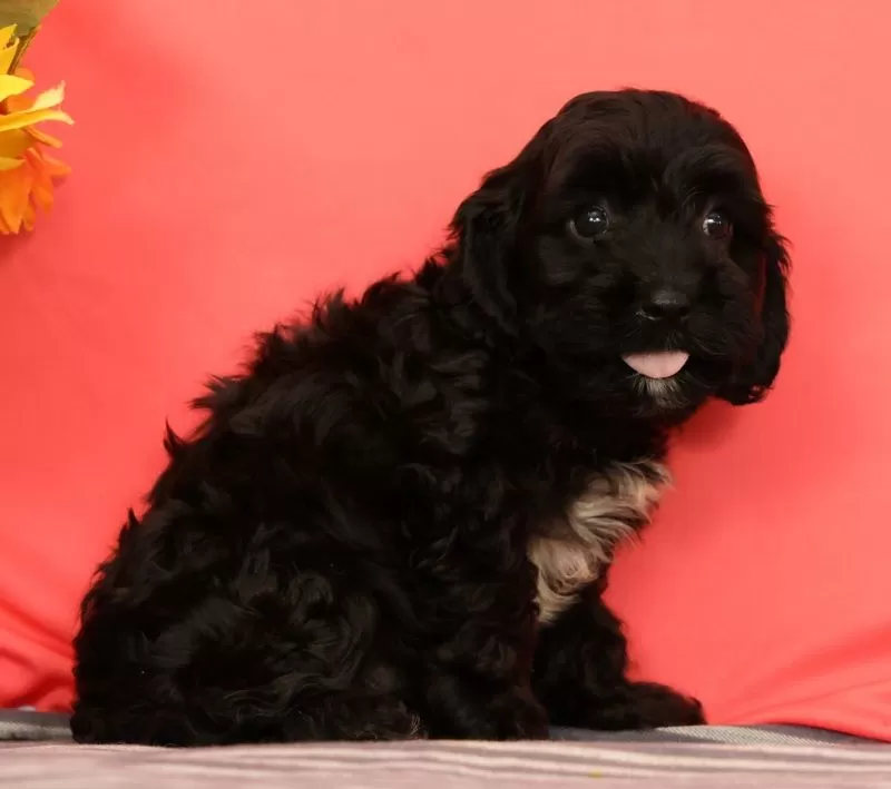 Vito