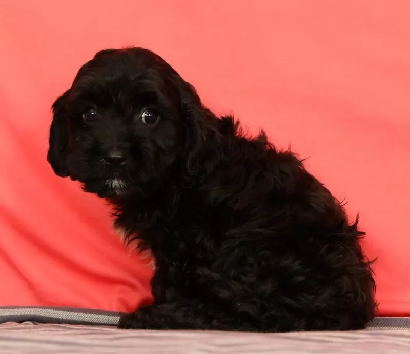 Vito