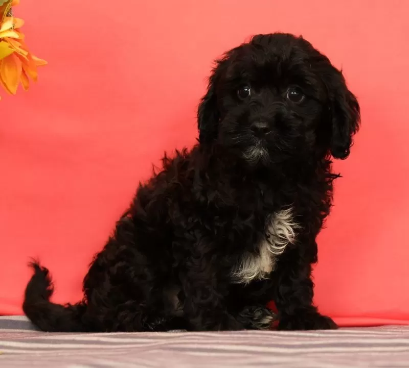 Puppy Name: Valentine