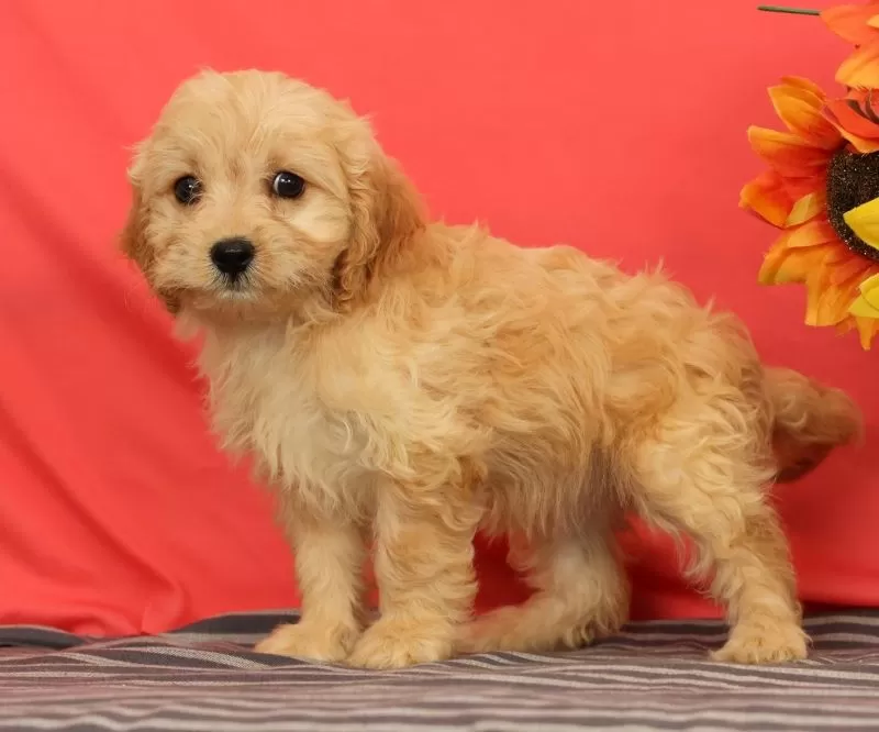 Puppy Name: Violet