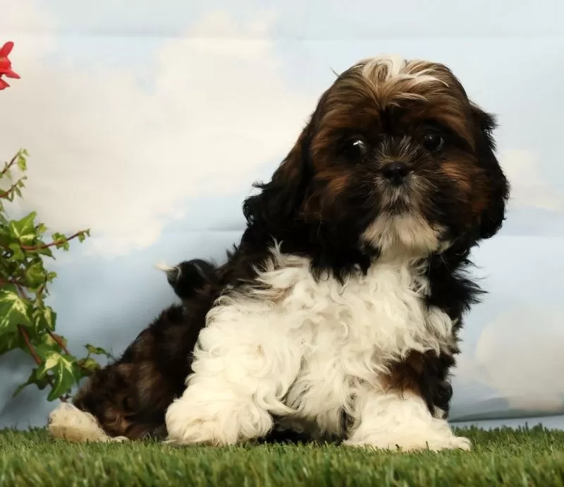 Puppy Name: Liberty