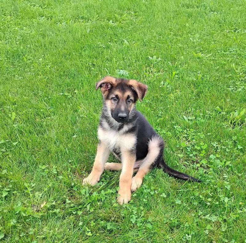 Puppy Name: Wrangler