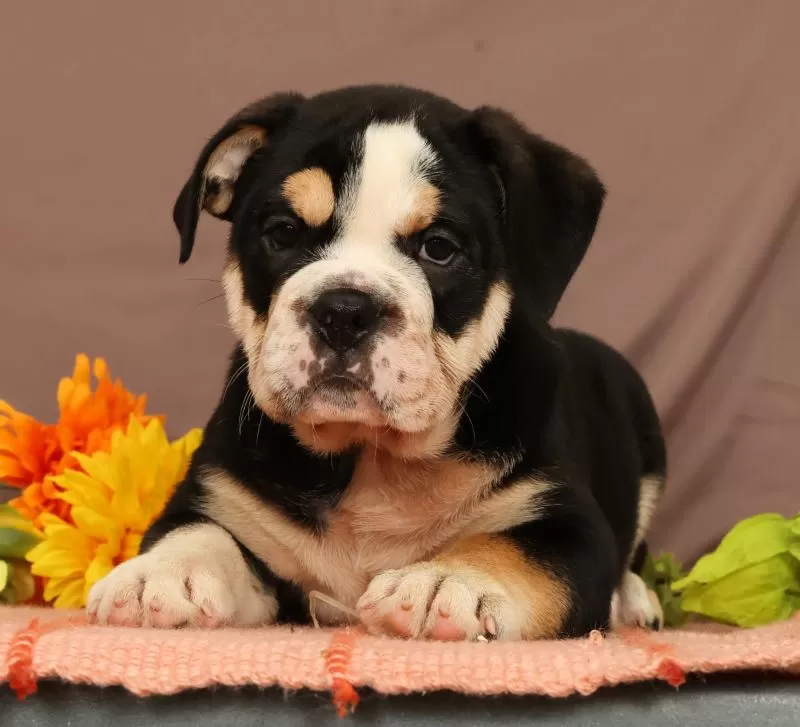 Winston