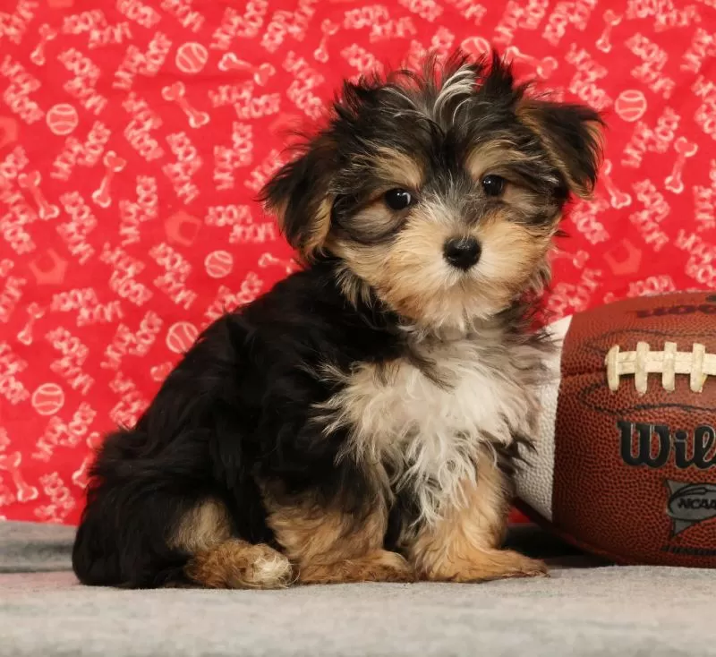 Puppy Name: Zeke