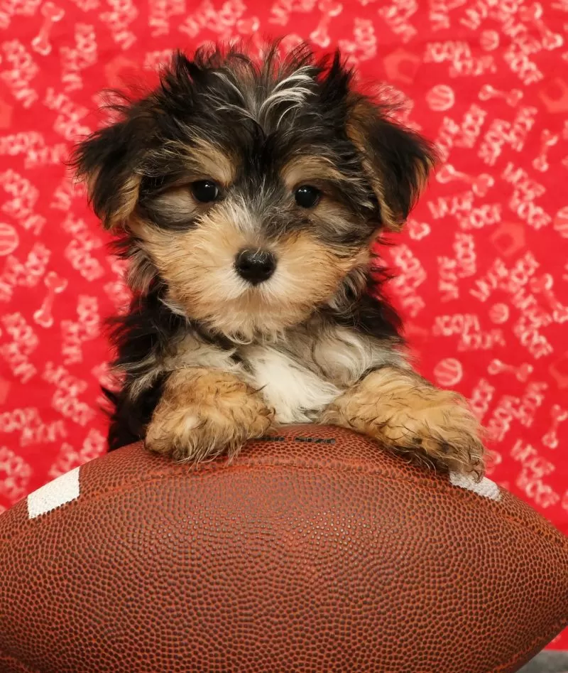 Zeke