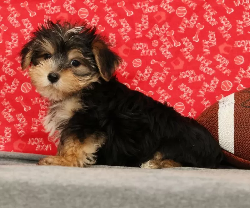 Zeke