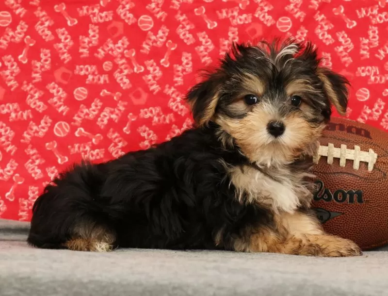 Zeke