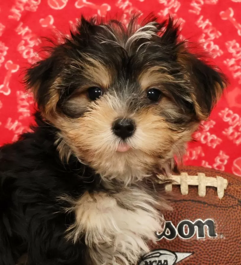 Zeke