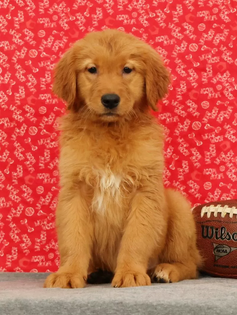 Puppy Name: Ziva