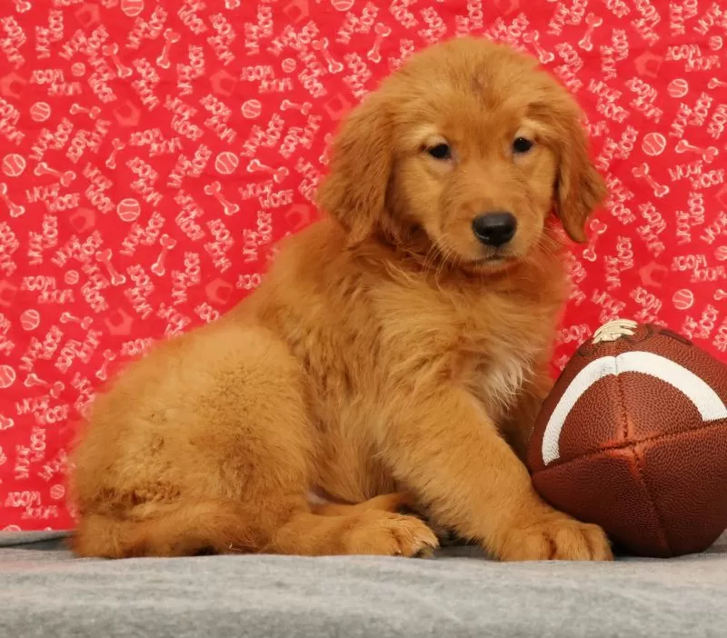 Ziva