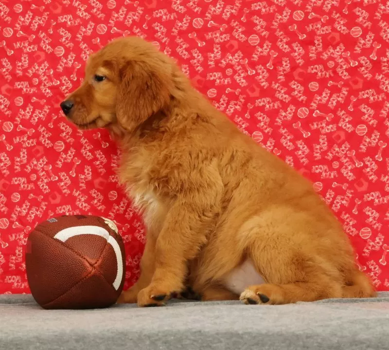 Ziva
