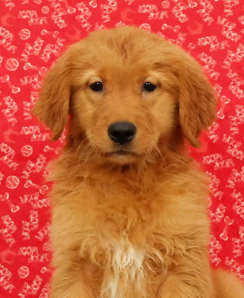 Ziva