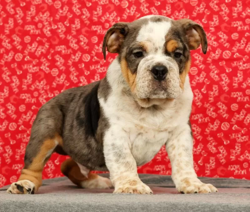 Puppy Name: Zeus
