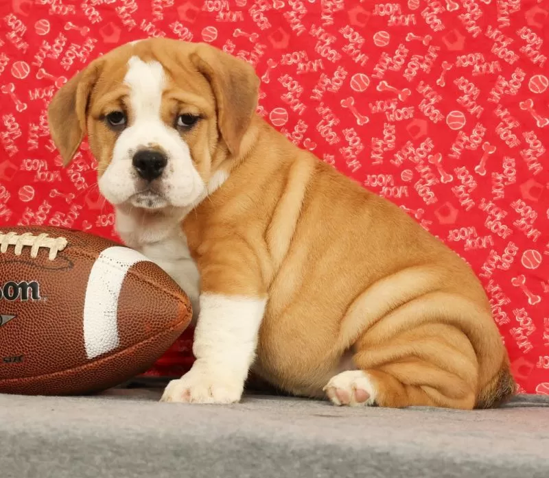 Puppy Name: Zoey