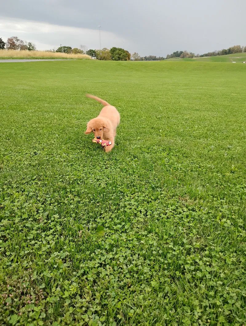 Copper