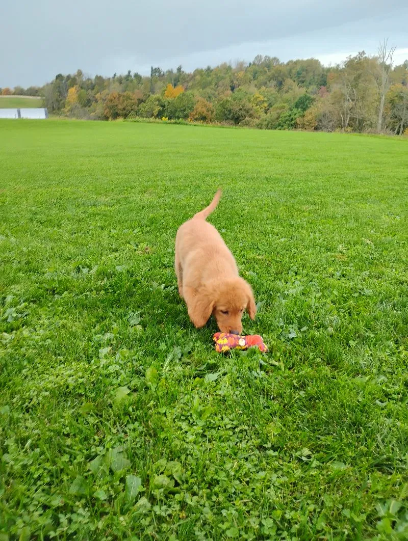 Copper