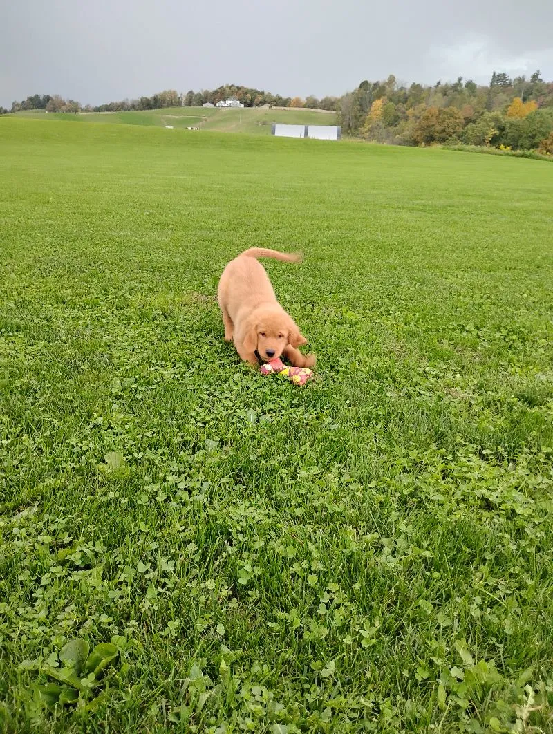 Copper