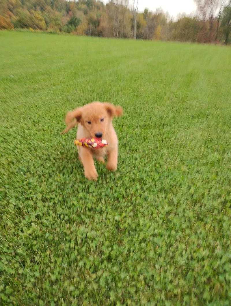 Copper