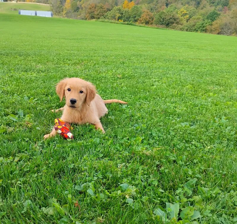 Puppy Name: Goldie