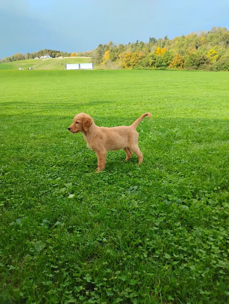 Goldie