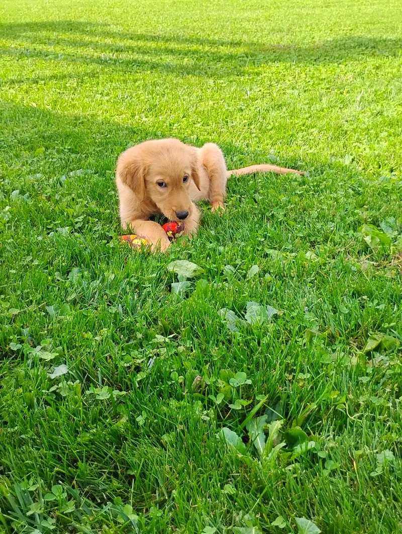 Goldie