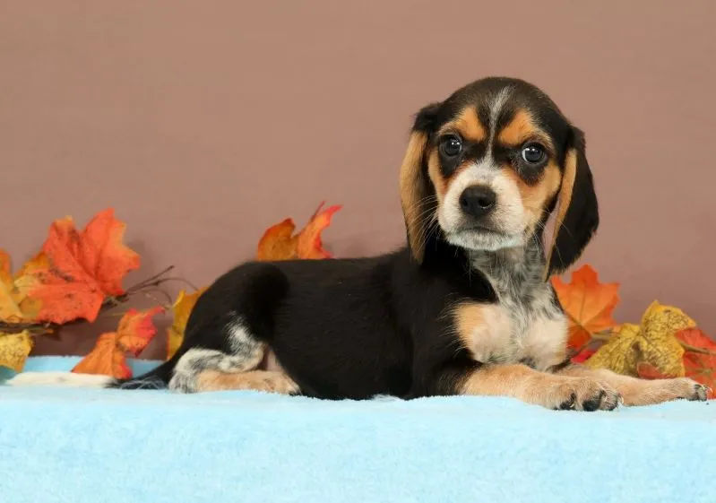 Delight