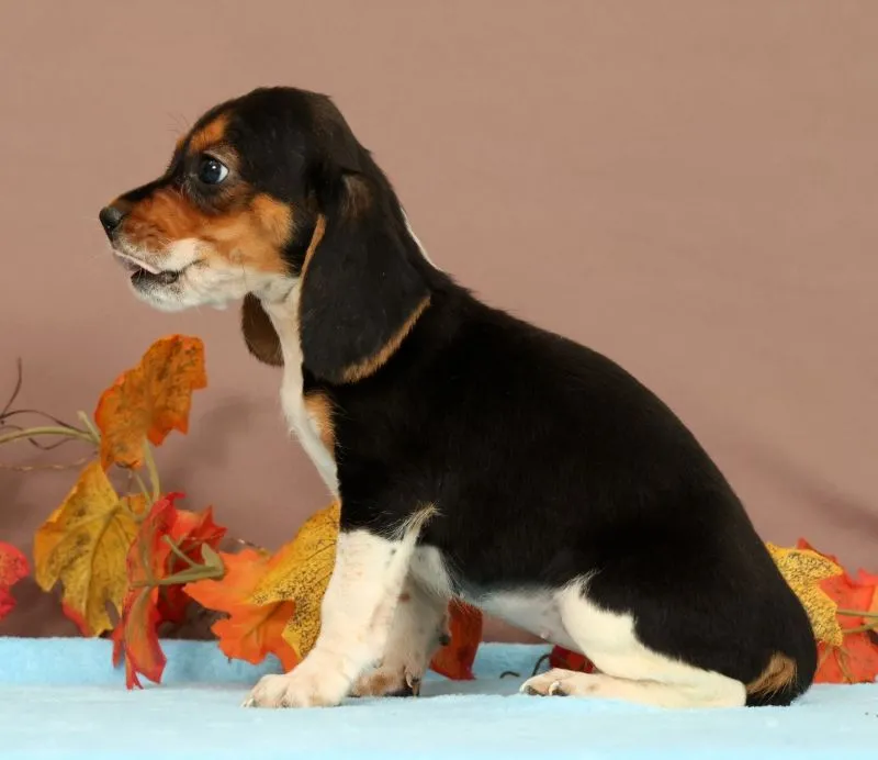 Dana