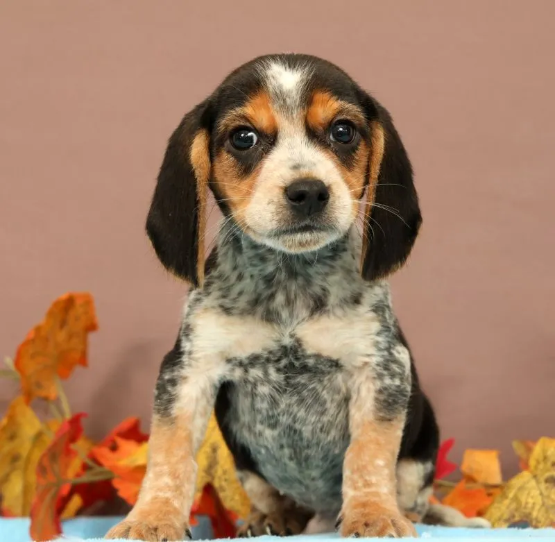 Puppy Name: Dash