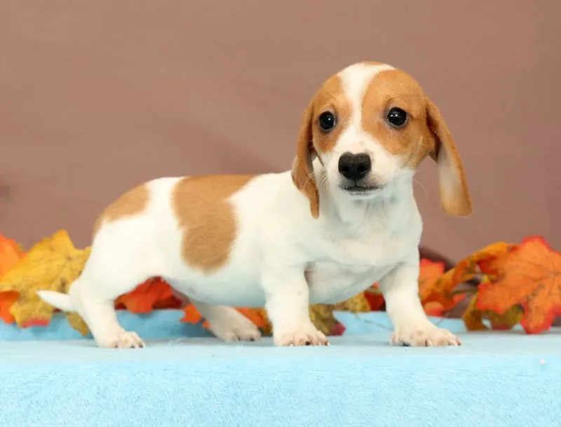 Puppy Name: Almond