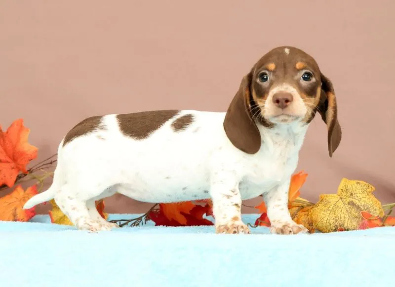 Puppy Name: Autumn