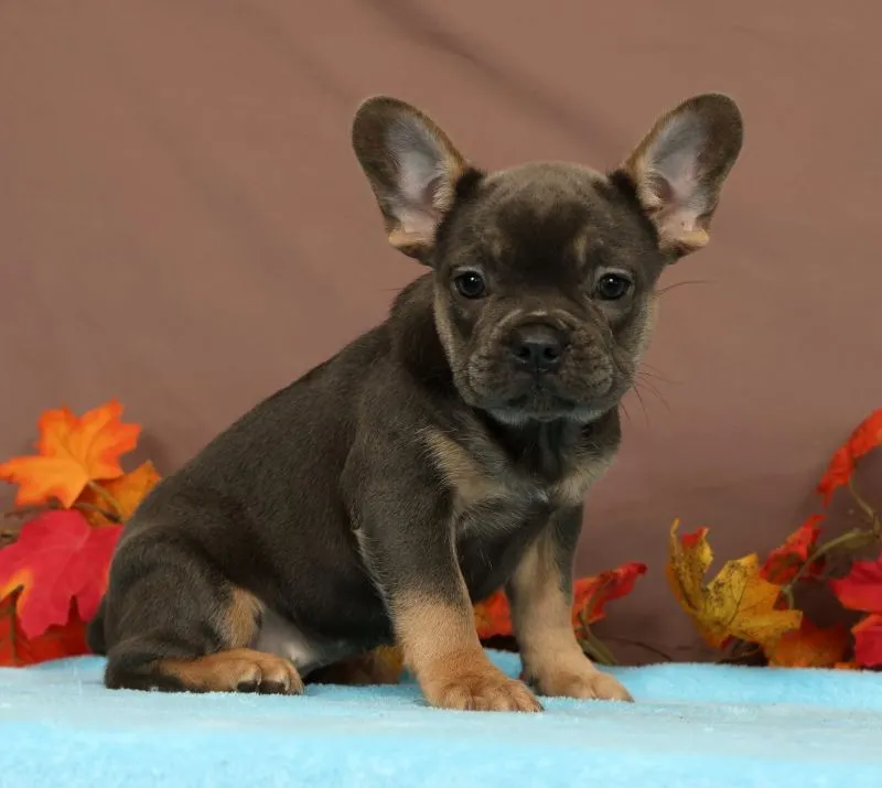 Puppy Name: Callie