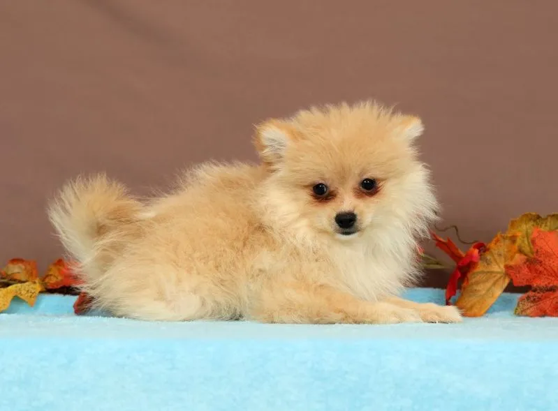 Puppy Name: Butterscotch