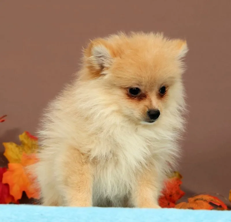 Butterscotch