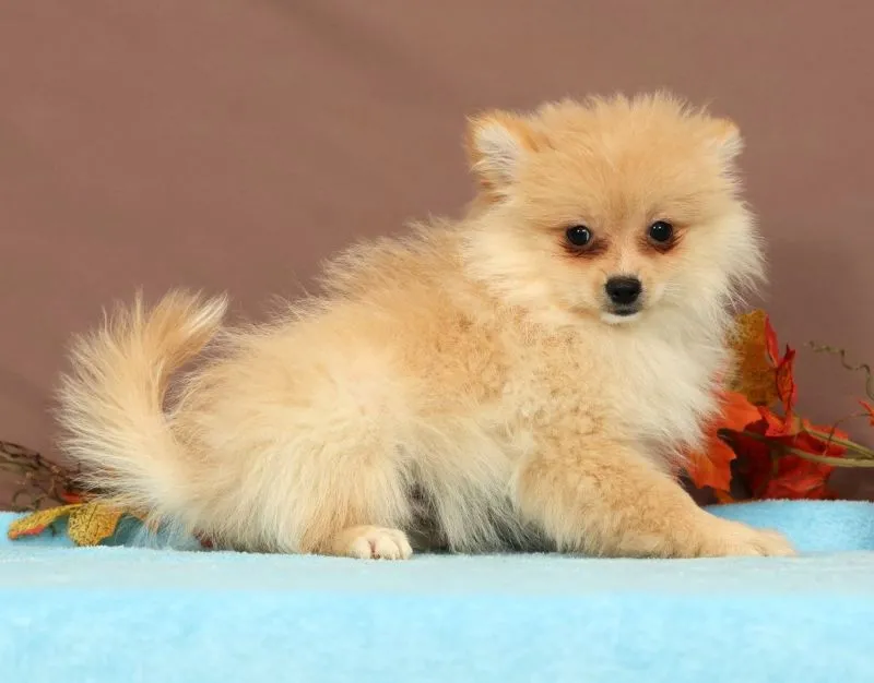 Butterscotch