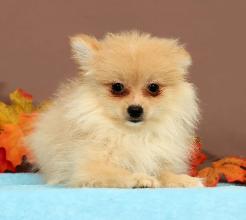 Butterscotch