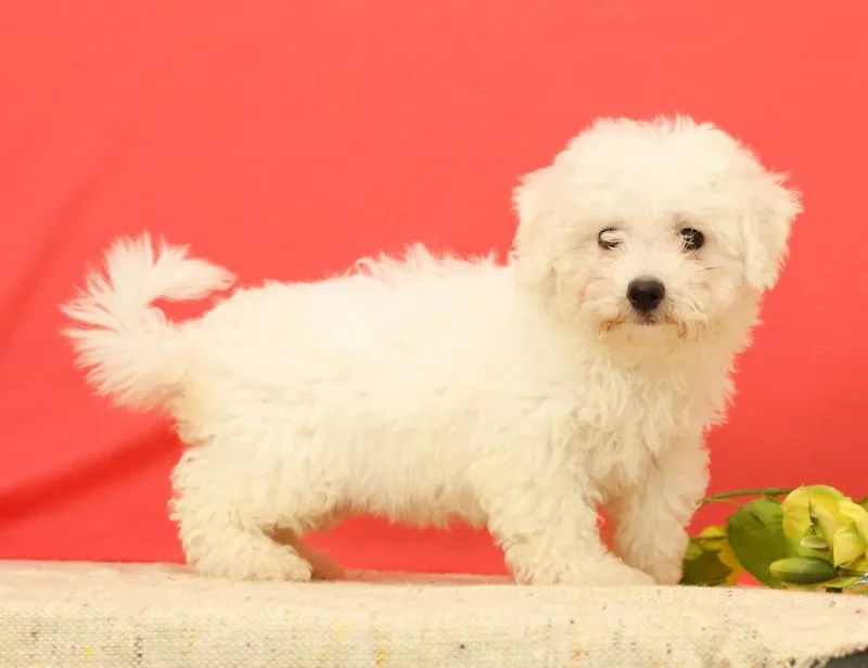 Puppy Name: Ella