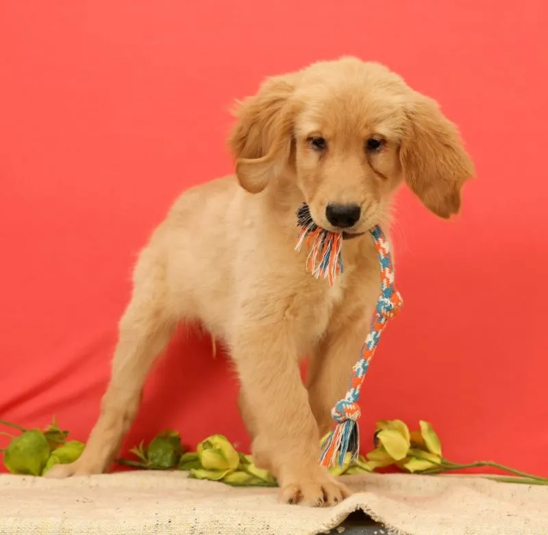 Puppy Name: Pumpkin