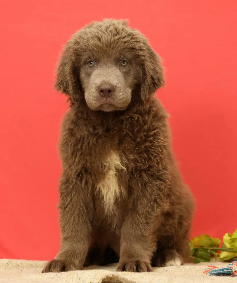 Puppy Name: Emerson